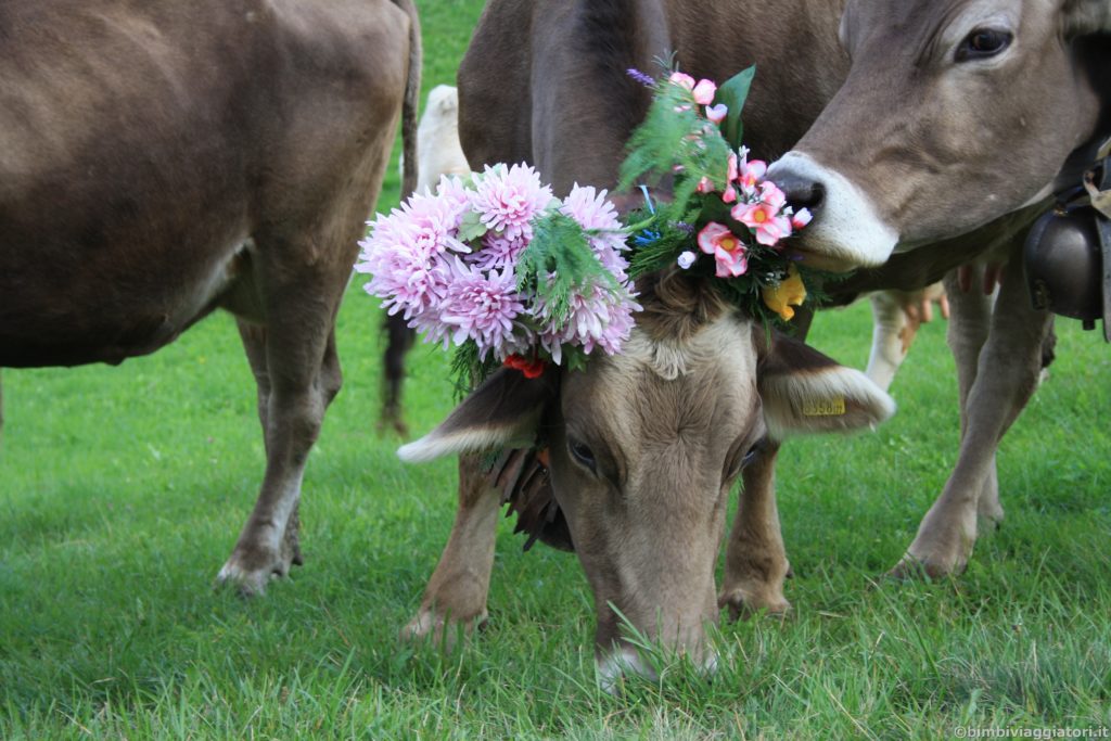 Mucche con fiori