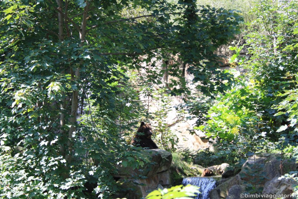 Orso in piedi Alpenzoo