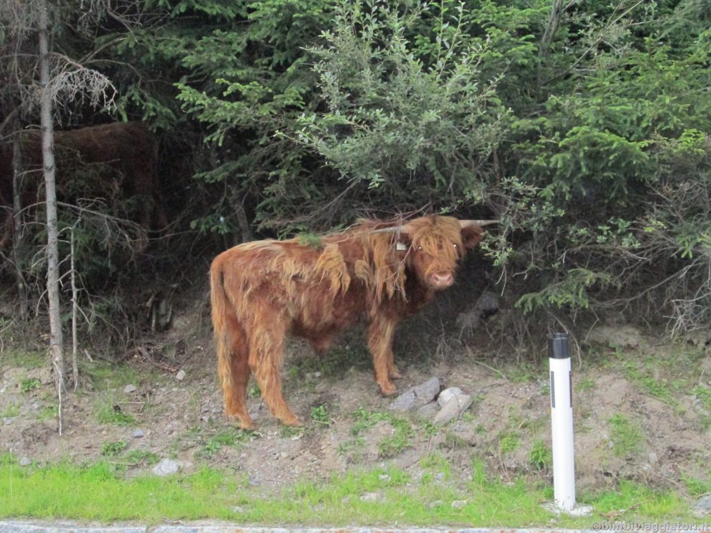 Mucca Highlander in Tirolo