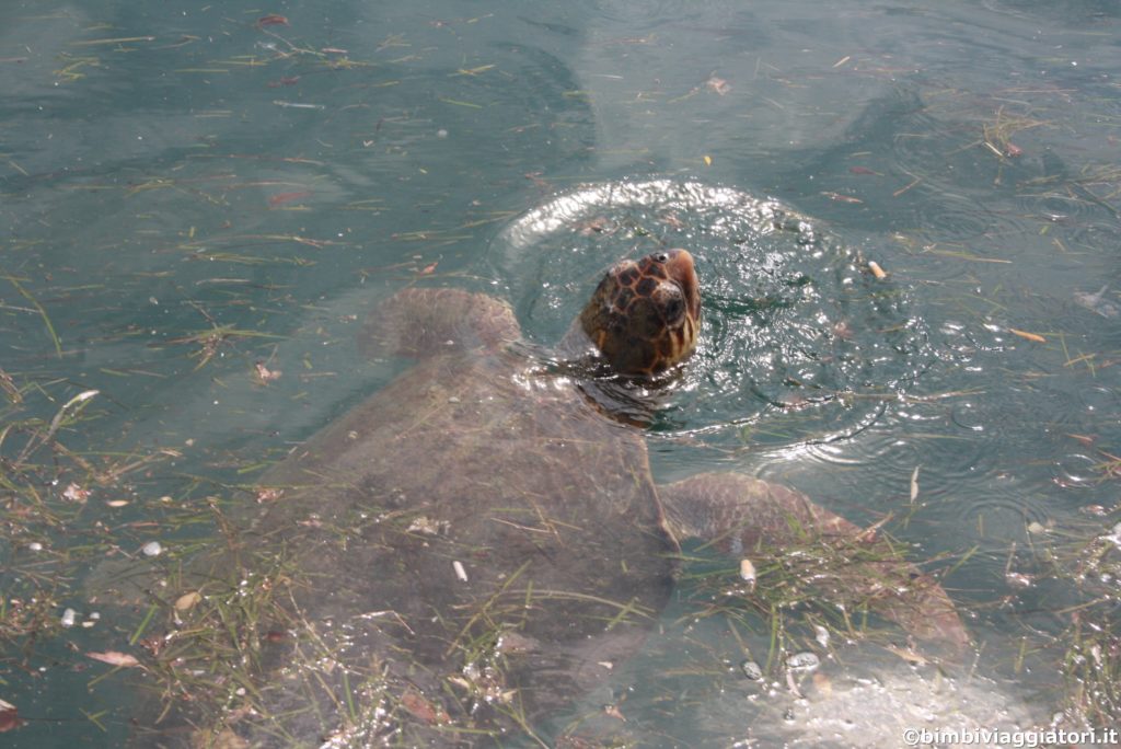 Tartaruga a Argostoli