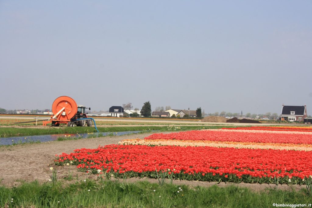 Colori tulipani