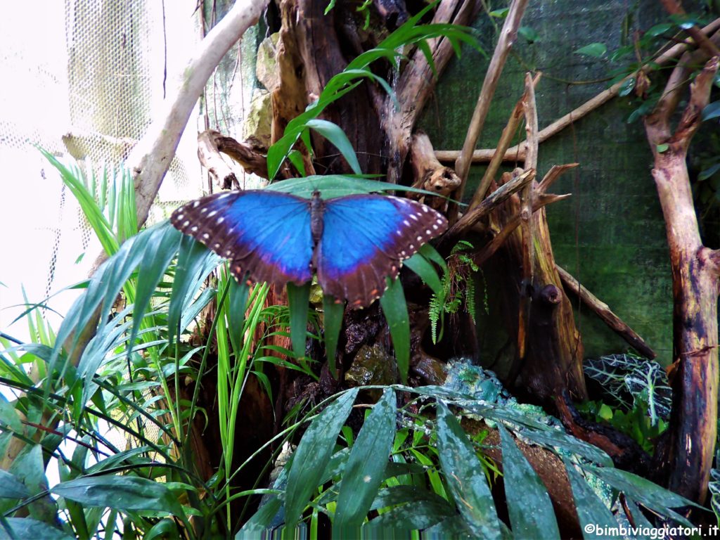 Butterfly house Collodi