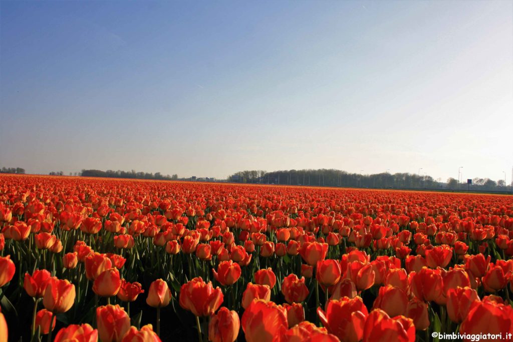 Olanda campi fioriti