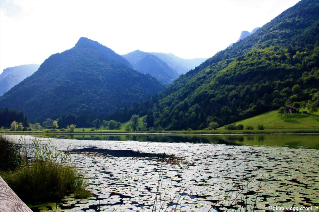 Ninfee al Lago d'Ampola