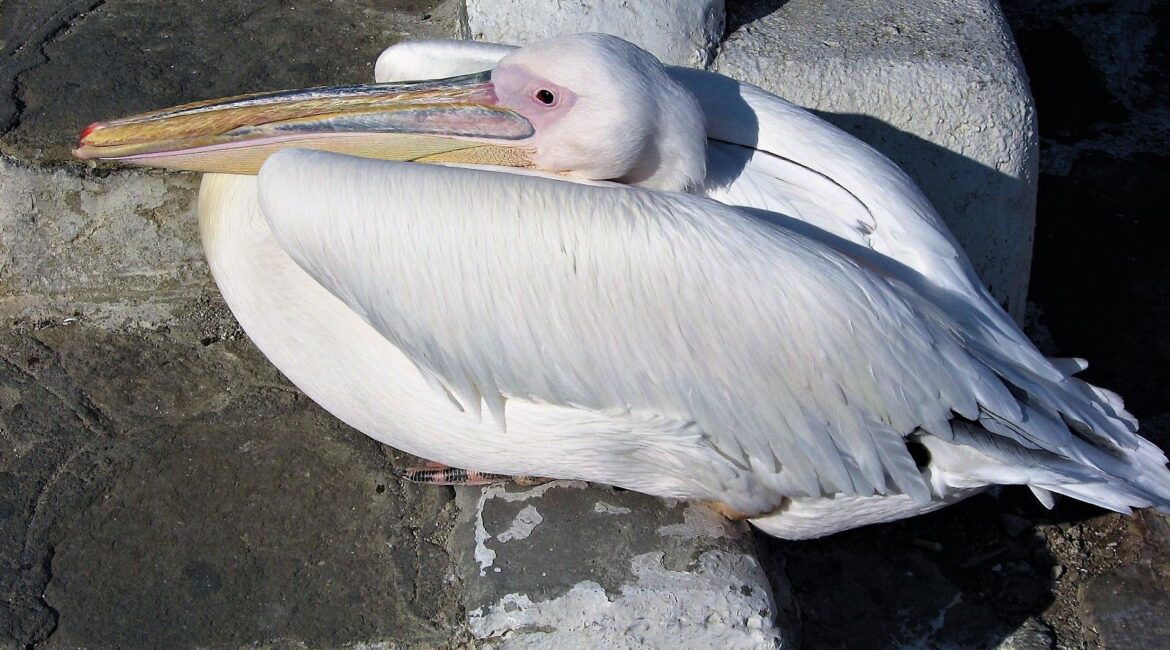 Petros il pellicano di Mykonos