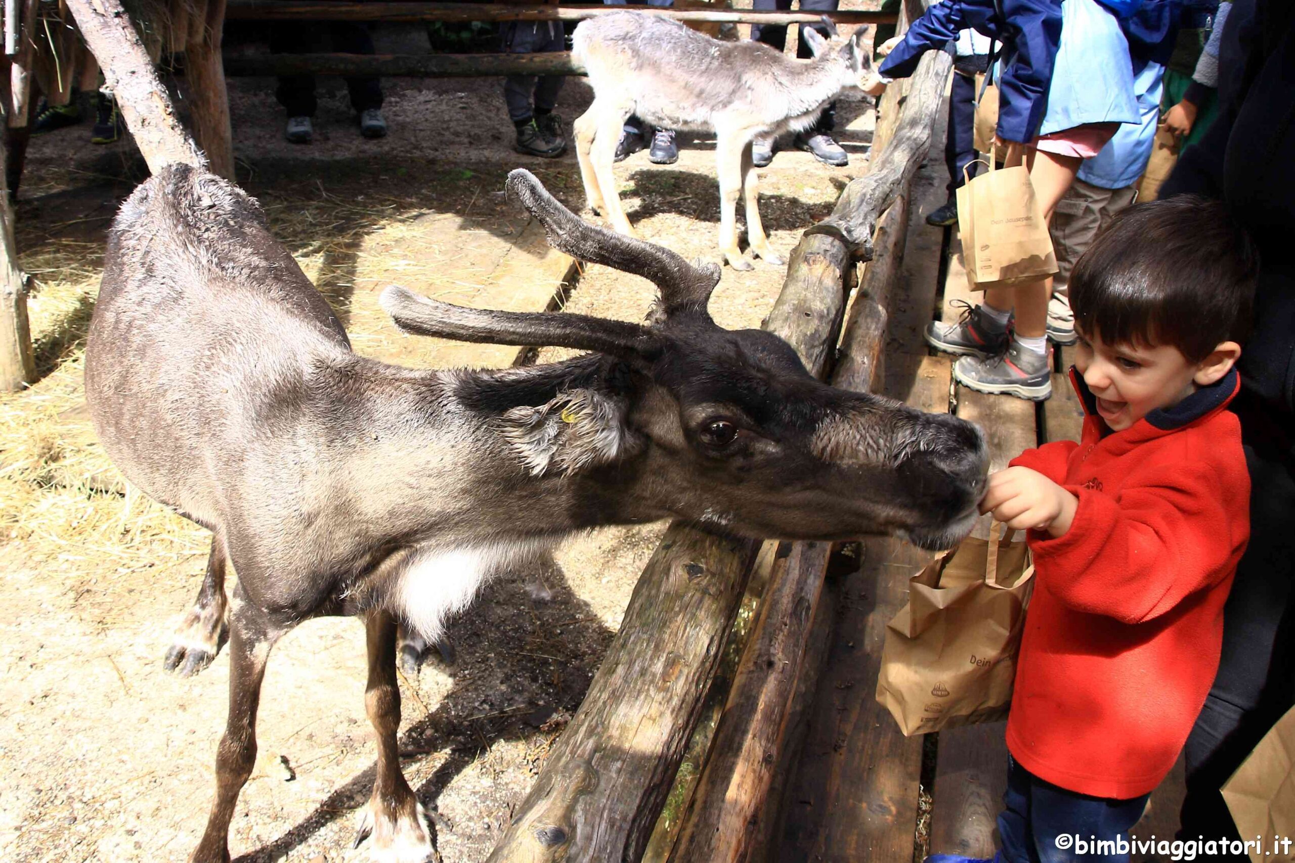 Turismo esperienziale: visita renne Prati di Croda Rossa