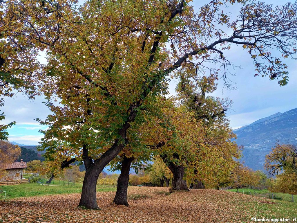 Castagneti in Trentino