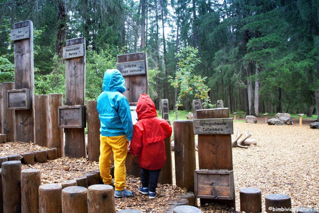 Mondo Magico della Foresta con bambini