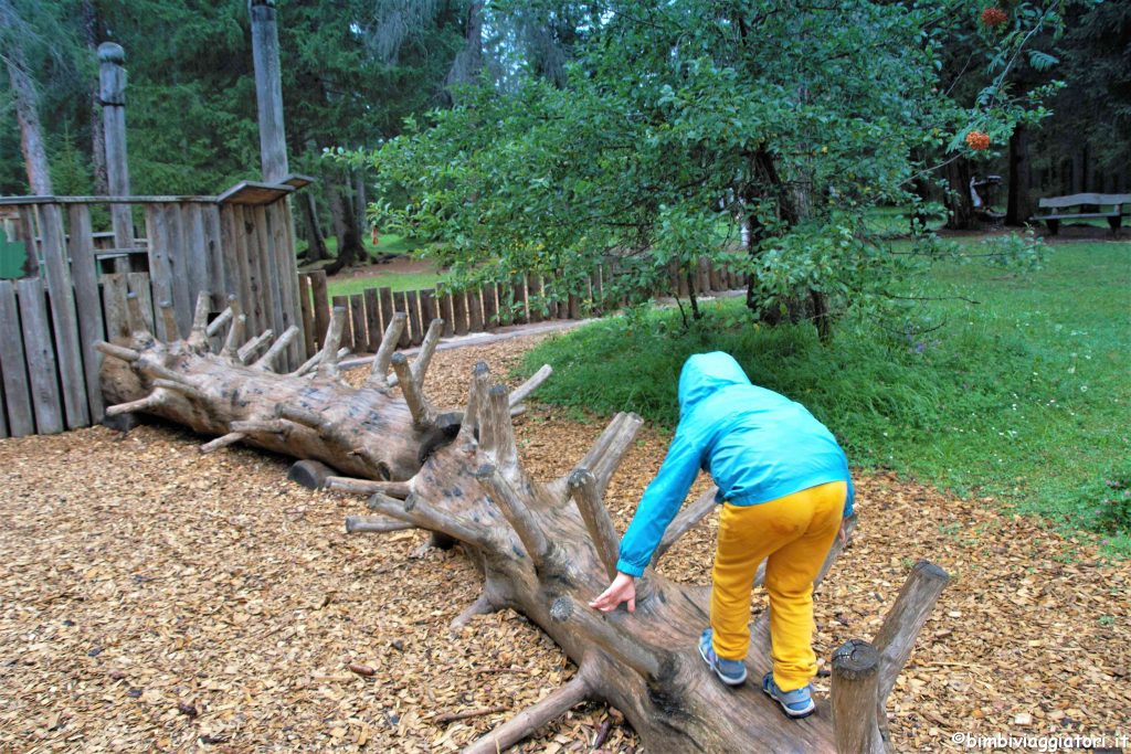 Tronchi albero Mondo Foresta Dobbiaco