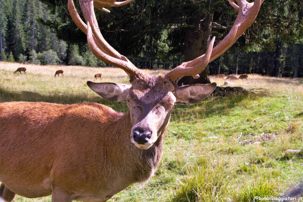 Cervi al Parco del Paneveggio