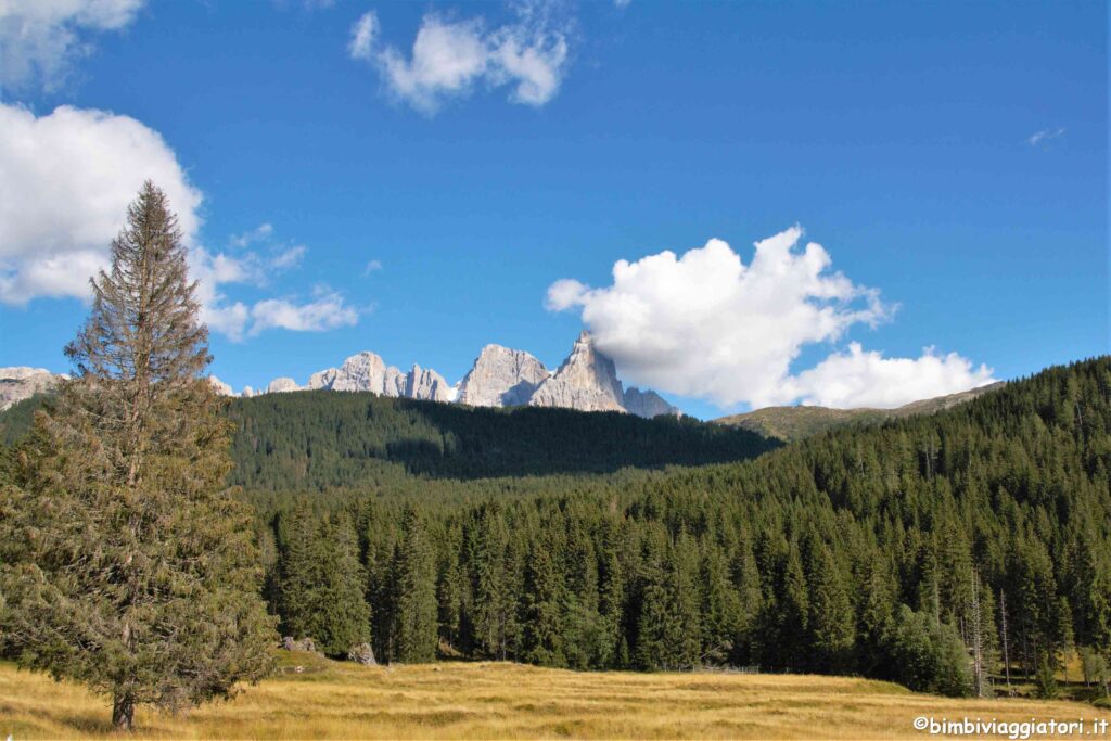 Panorama Parco del Paneveggio