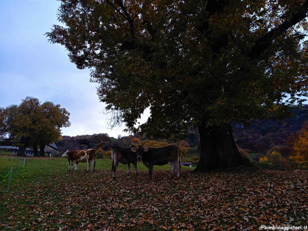 Mucche in autunno